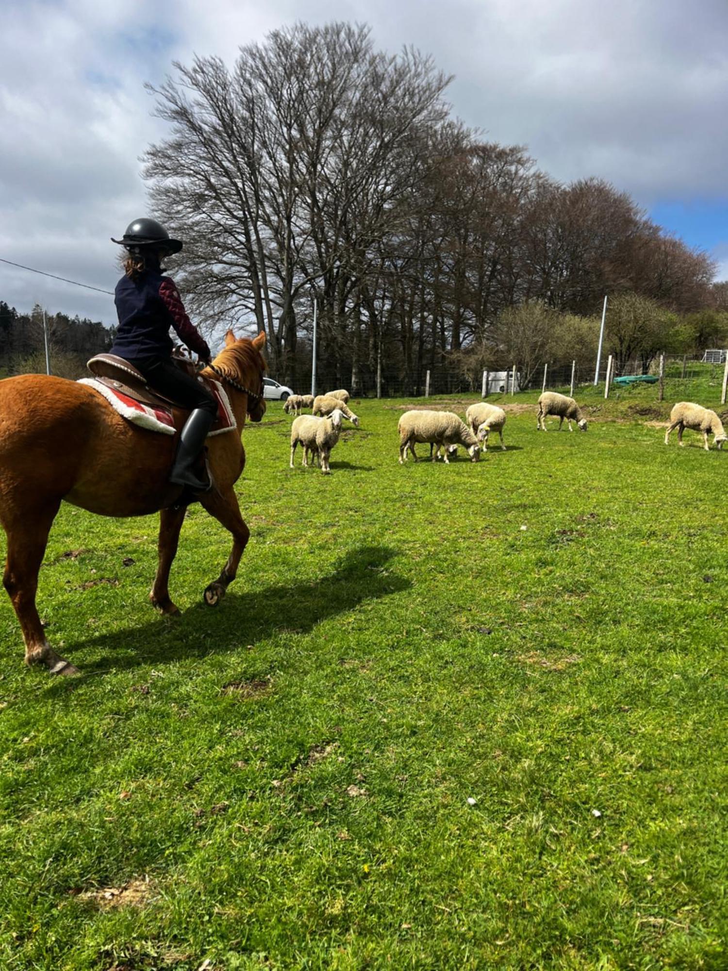 Ranch Du Haut-Languedoc La Salvetat-sur-Agout Eksteriør bilde